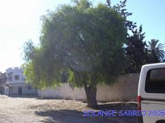 LA SENIA CIMETIERE (1) 2005